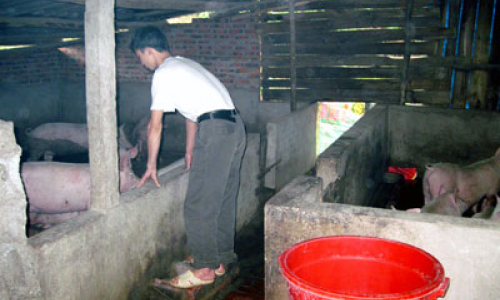 Triệu phú trên đỉnh Mẫu Sơn