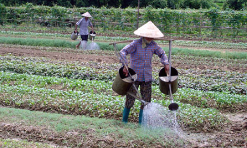 Thạch Đạn: Lãng phí tiềm năng vụ đông