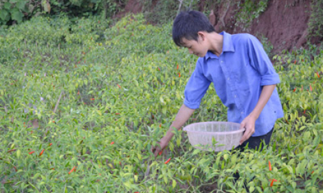 Đảng bộ xã Liên Sơn lãnh đạo phát triển kinh tế-xã hội