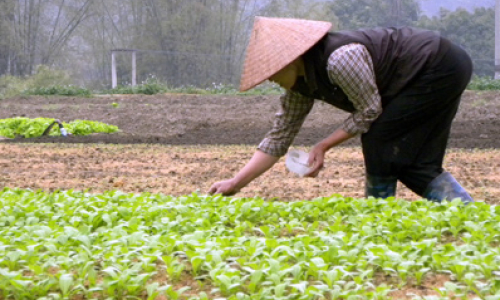 Tràng Định chuẩn bị cho sản xuất đông xuân 2011-2012