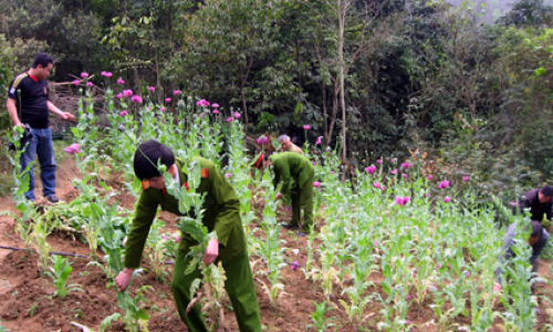 Xử lý nghiêm minh việc trồng cây chứa chất ma túy