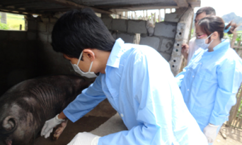 Bình Gia nỗ lực phòng chống bệnh tai xanh