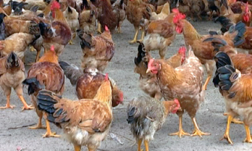 Thoát nghèo nhờ chăn nuôi