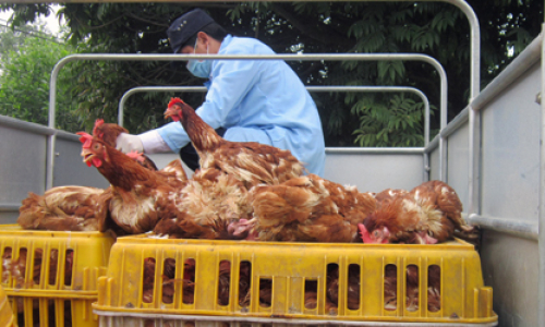 Trạm Kiểm dịch động vật Hữu Lũng: Chốt chặn quan trọng ngăn gà lậu