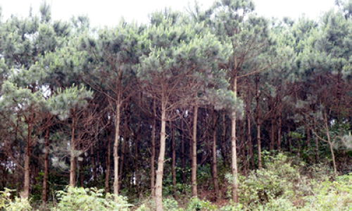 Một chủ tịch hội cựu chiến binh gương mẫu