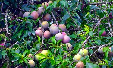 Bắc Hà mất mùa mận Tam Hoa