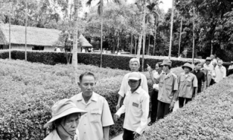 Rừng hoa đẹp trên quê Bác