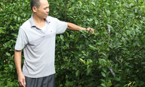 Thoát nghèo từ nguồn vốn nhỏ