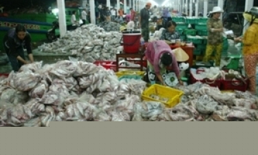 Bộ Công an yêu cầu báo cáo vụ thu 2 tấn bạch tuộc