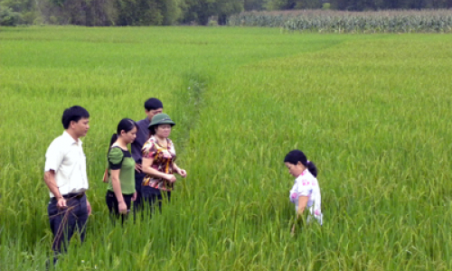 Phát huy vai trò người đứng đầu