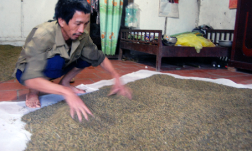 Phòng trừ sâu, bệnh hại: Nấm hoa cúc đe dọa lúa mùa