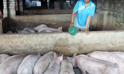 Bí thư đoàn làm kinh tế giỏi