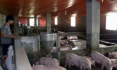 Phát triển chăn nuôi: Gian nan bài toán giống tại chỗ