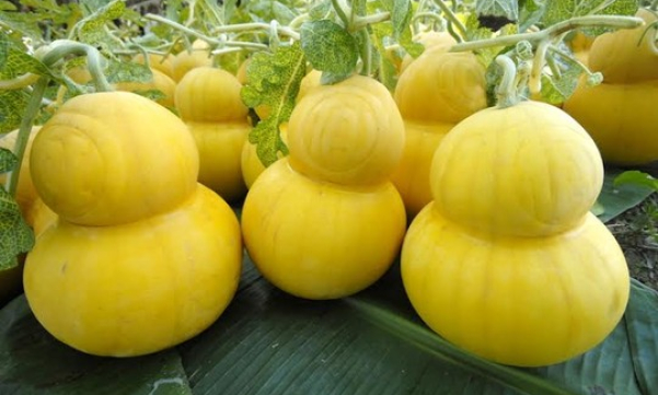 Trái “độc” thất thu mùa Tết