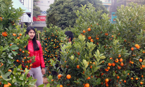 Khai mạc Chợ hoa cây cảnh Xuân Giáp ngọ 2014
