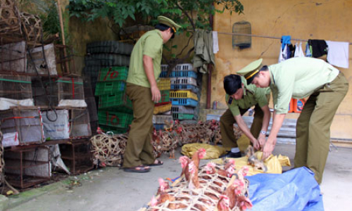 Bắt giữ trên 300 kg gà nhập lậu