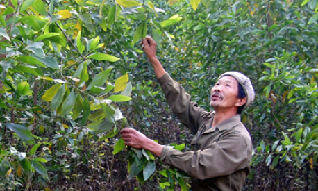 Dịch vụ môi trường rừng: Thêm nguồn lực cho kinh tế lâm nghiệp