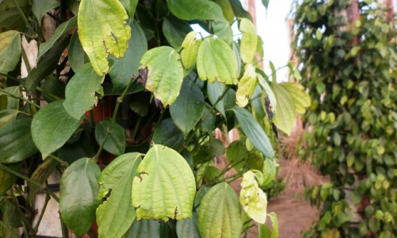 Đồng Nai: Hàng trăm ha hồ tiêu bị sâu bệnh
