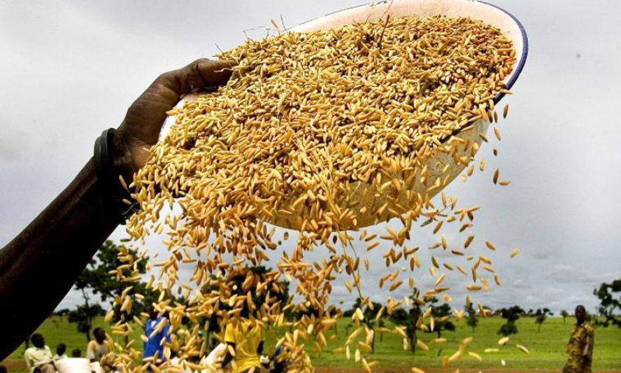 Thế giới đang lãng phí số lương thực đủ dùng cho 2 tỷ người