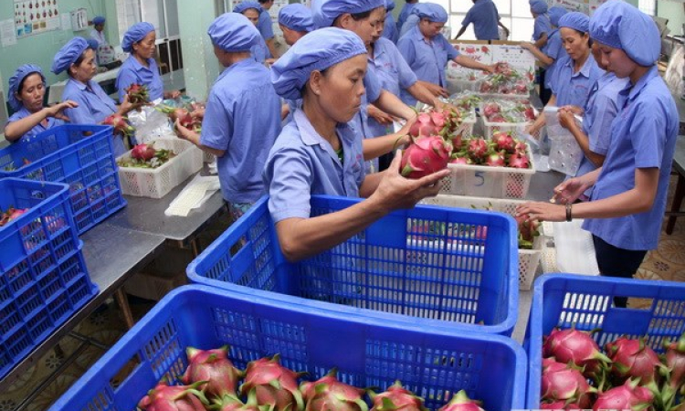 Hoa quả Việt Nam từng bước chinh phục thị trường thế giới