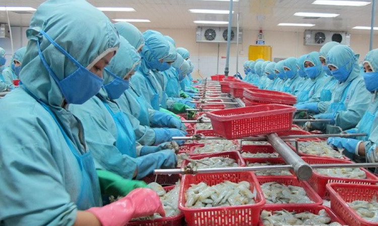Tổ chức Thương mại Thế giới ra phán quyết với 7 nội dung có lợi cho tôm Việt Nam