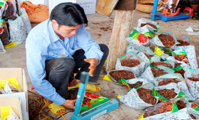 Xúc tiến xuất khẩu hồi: Hướng đến chuỗi sản xuất sạch