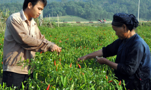 Ớt Chi Lăng trúng mùa, được giá