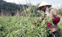 Chị Oai thoát nghèo
