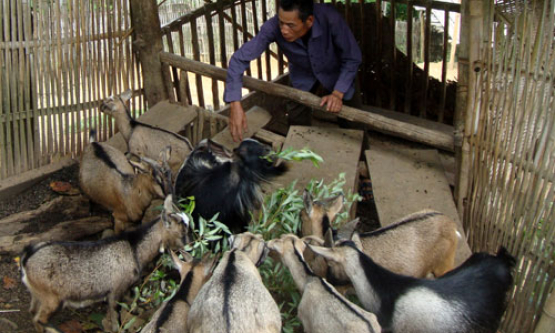 Giúp hộ dân tộc thiểu số vươn lên