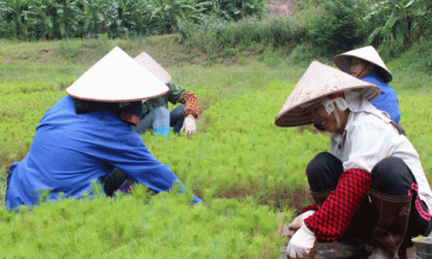 Cần nâng cao vai trò quản lý nhà nước