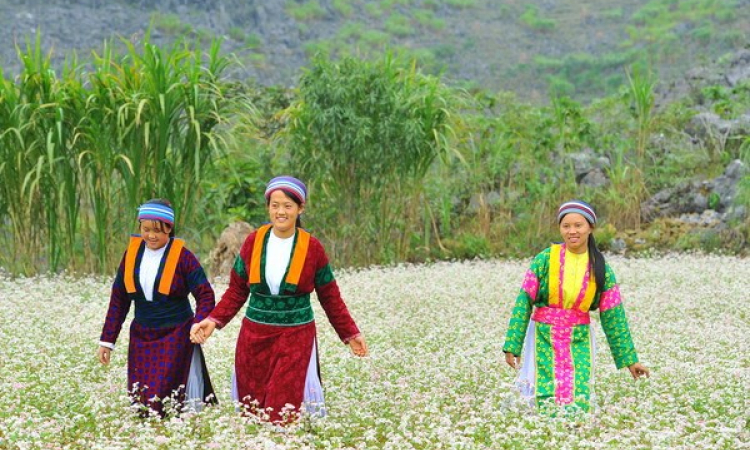 Ấn tượng Lễ hội hoa Tam giác mạch "Đá nở hoa" tại Hà Giang