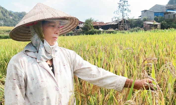 Bán giống lúa sản xuất thử, gây thiệt hại cho nông dân Bắc Cạn