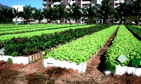 Cuba cho phép hộ nông dân được trực tiếp thuê lao động
