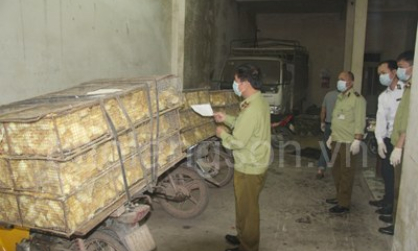 Bắt 4 đối tượng vận chuyển 3.300 con gia cầm giống nhập lậu