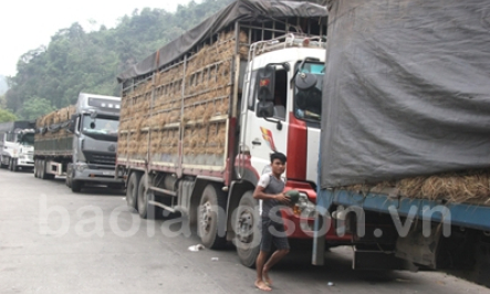 Dưa hấu lại ách tắc tại cửa khẩu Tân Thanh