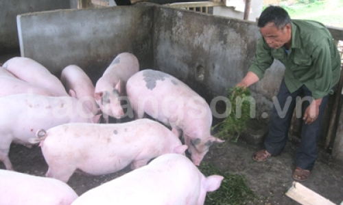 Chủ động phòng chống dịch bệnh cho đàn vật nuôi