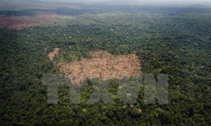 Báo động tình trạng phá rừng nhiệt đới bờ biển Đại Tây Dương Brazil