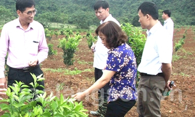Phát triển nông nghiệp theo hướng hàng hóa