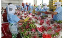 Tiền Giang: Giá thanh long tăng khá