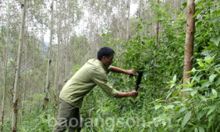 Hiệu quả từ Quyết định 39