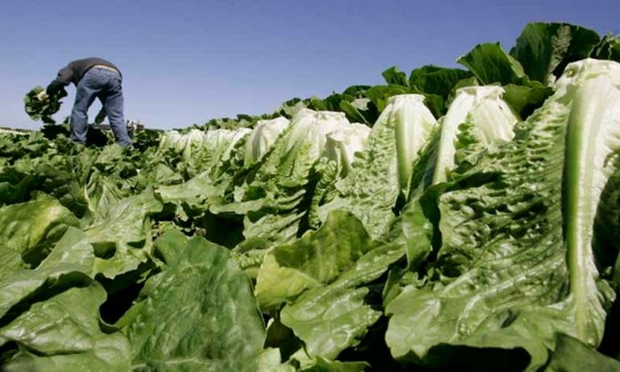 Canada bùng phát dịch do nhiễm khuẩn E.coli từ rau diếp đảo Kos