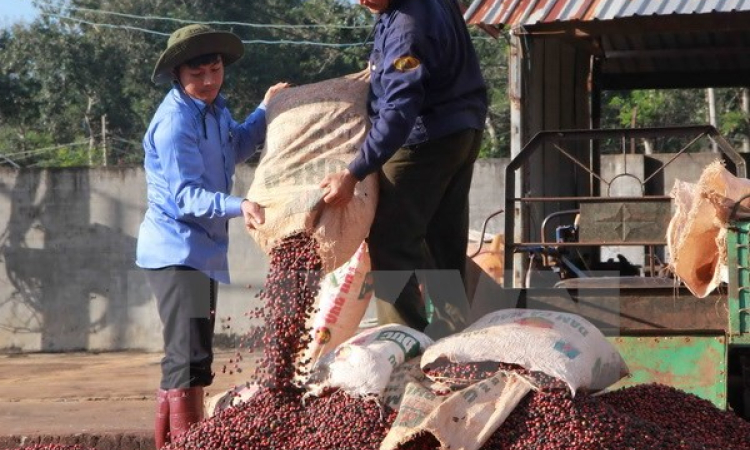 Kim ngạch xuất khẩu của Tây Nguyên đạt cao nhất từ trước đến nay