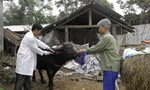 Hỗ trợ 3 địa phương phòng, chống dịch bệnh