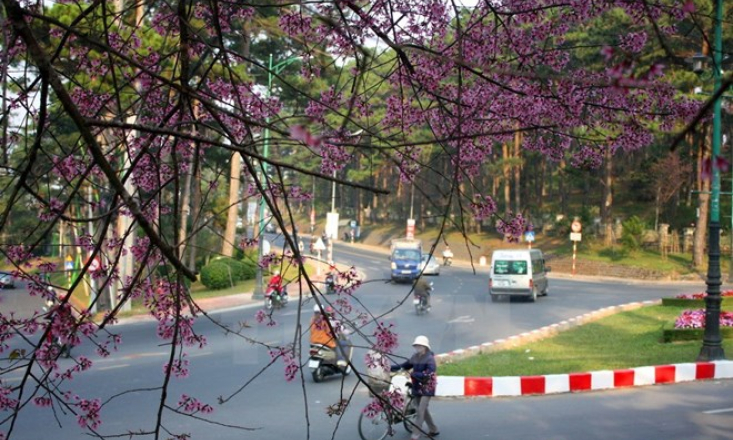 Ngày hội hoa Anh đào Đà Lạt 2018 rực rỡ hơn hẳn mọi năm
