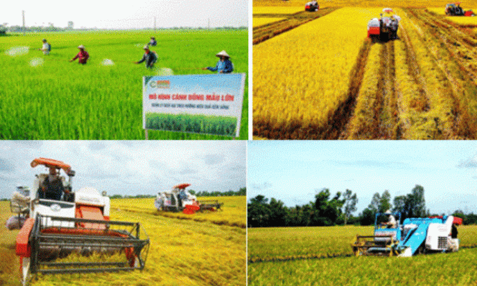 Cần khuyến khích phát triển hợp tác, liên kết sản xuất cánh đồng lớn gắn với tiêu thụ hiệu quả