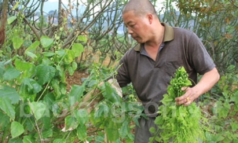 Tiềm năng kinh tế từ rau bò khai
