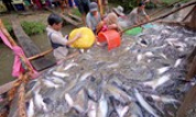 Giá cá tra nguyên liệu tăng kỷ lục