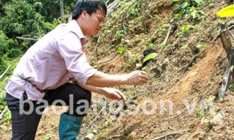 Điểm sáng trồng rừng