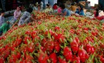 Đơn hàng xuất khẩu của Việt Nam tăng kỷ lục
