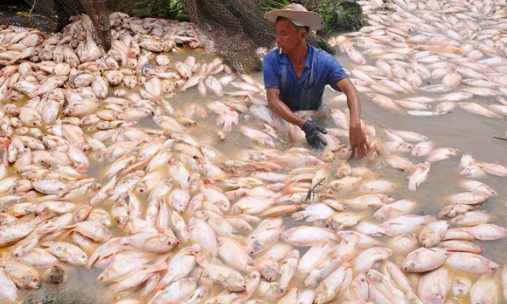 Đồng Nai: Hơn 1.500 tấn cá bè chết trên sông La Ngà do thiên tai